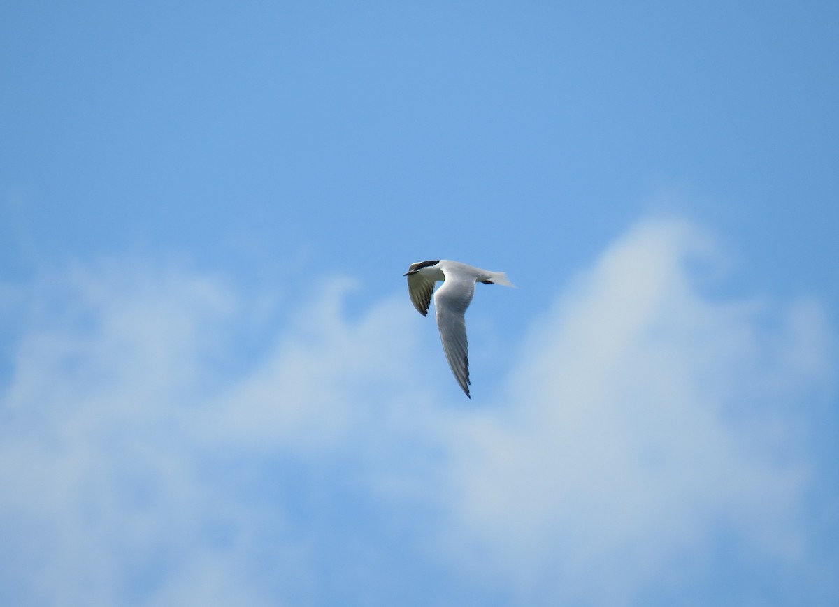 Gull-billed Tern - ML619297063