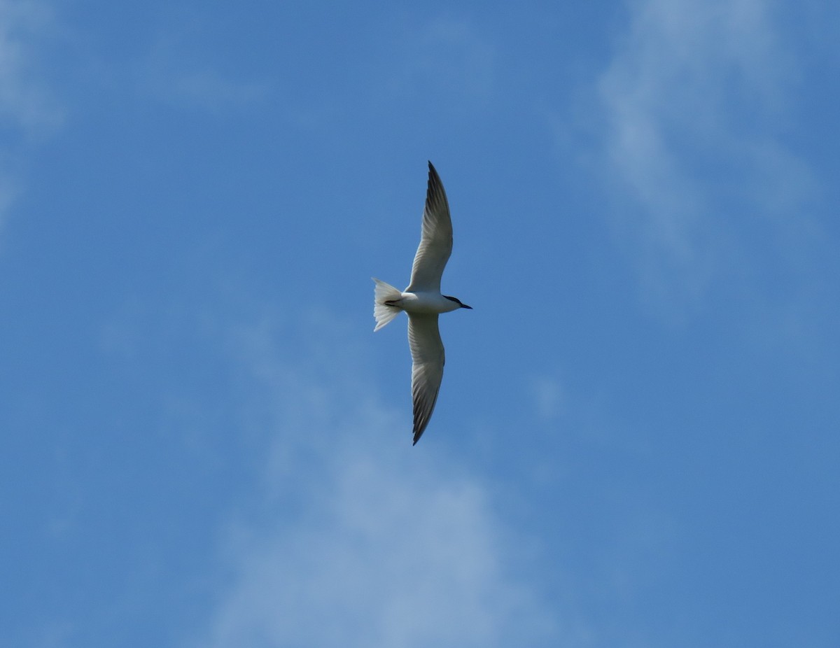 Gull-billed Tern - ML619297066