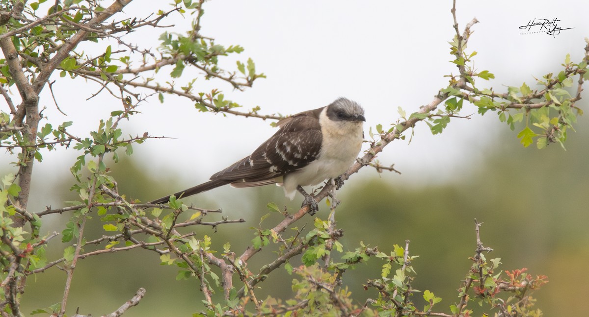 Great Spotted Cuckoo - ML619297105