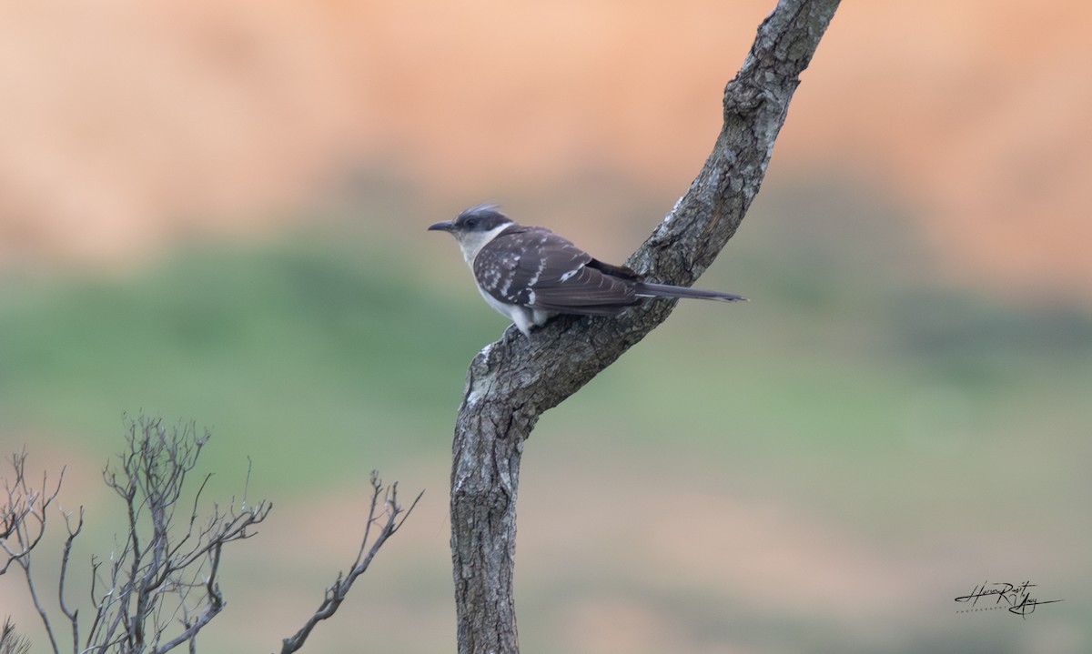 Great Spotted Cuckoo - ML619297126