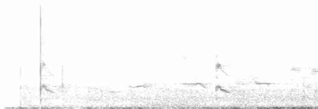 Échasse blanche - ML619297148