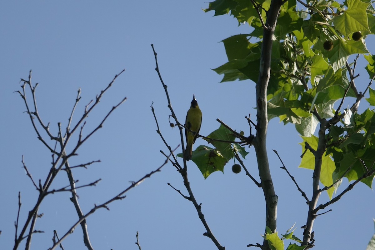 Orchard Oriole - ML619297187