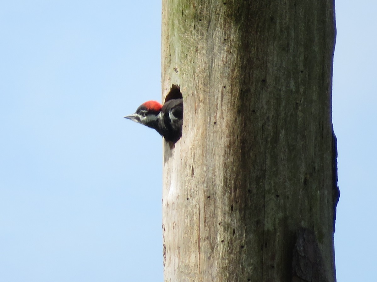 Pileated Woodpecker - ML619297200