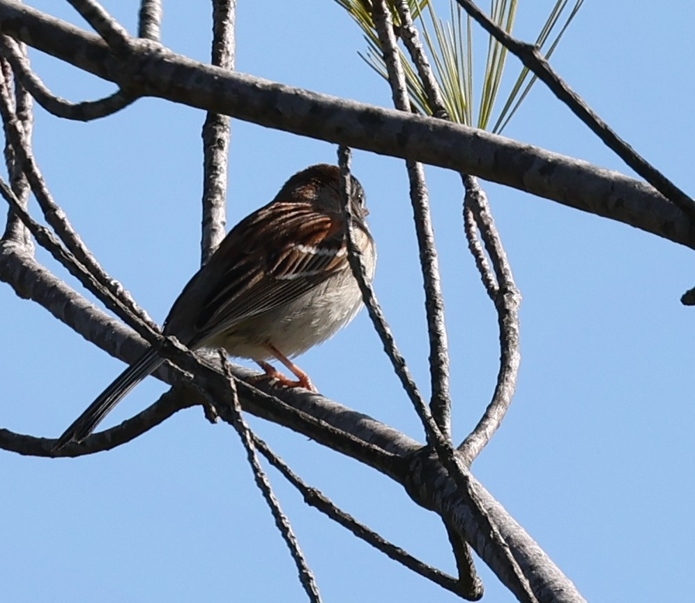 Field Sparrow - ML619297227