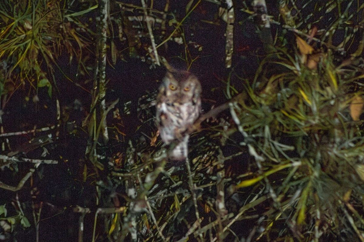 Western Screech-Owl - ML619297261