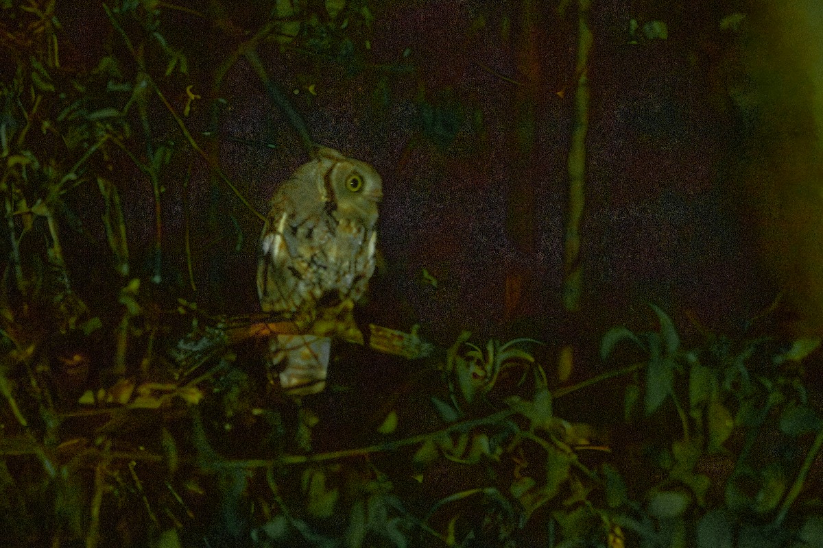 Western Screech-Owl - ML619297262