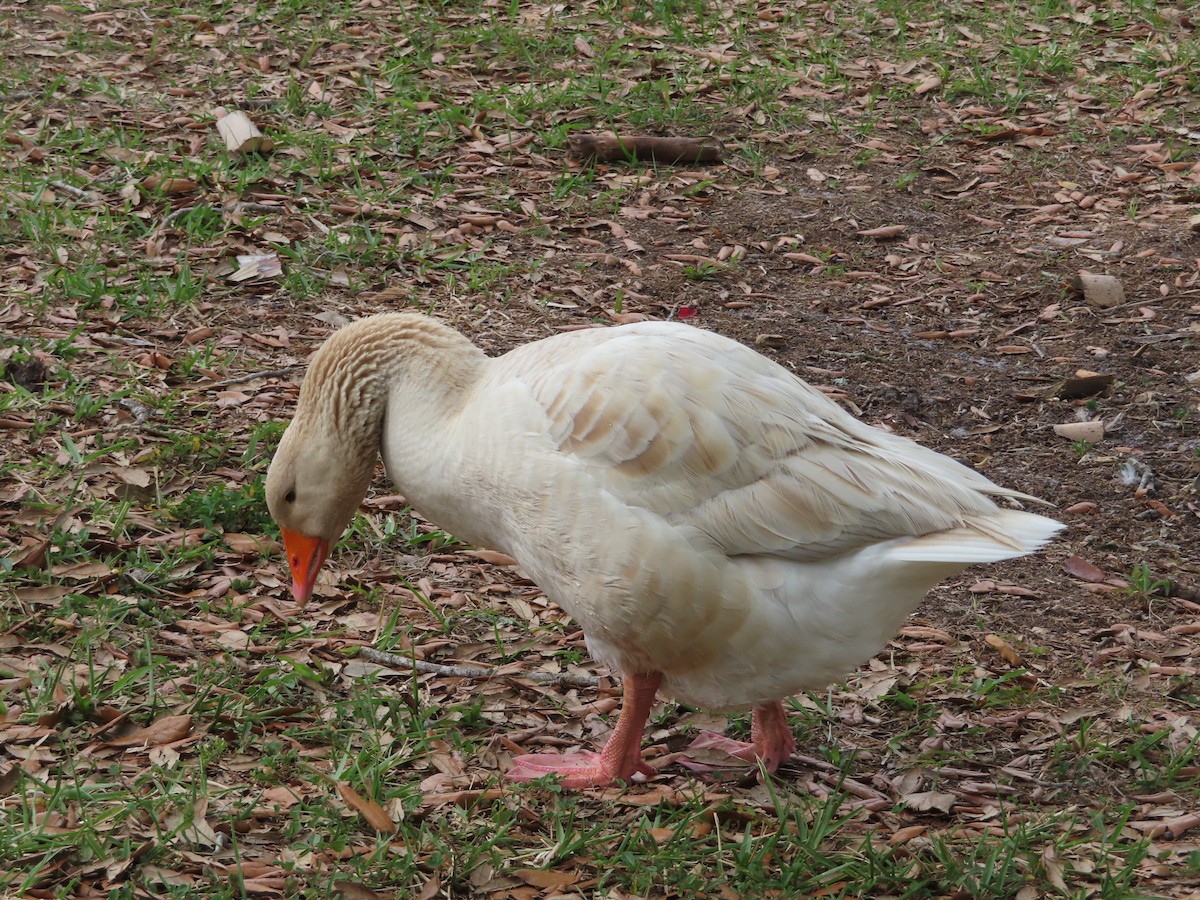Domestic goose sp. (Domestic type) - ML619297285