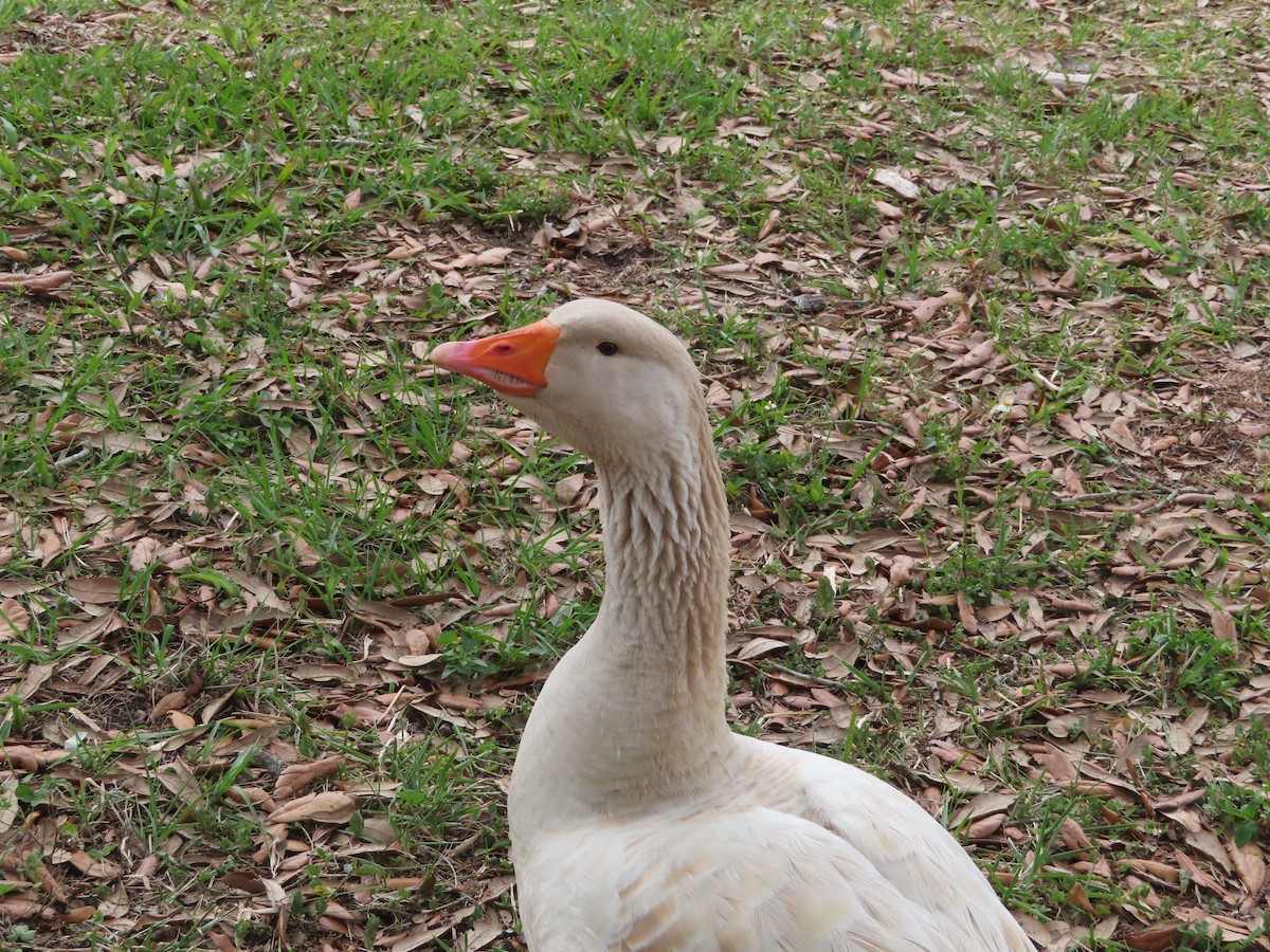 Domestic goose sp. (Domestic type) - ML619297298