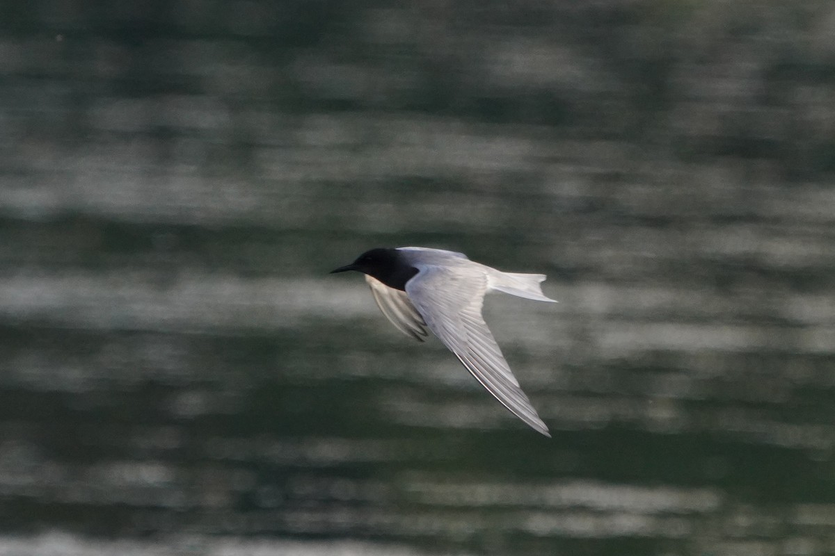 Black Tern - ML619297307
