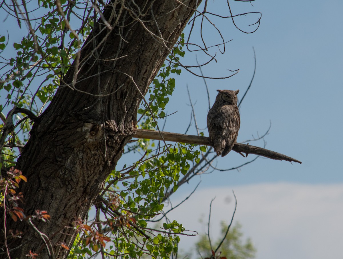 Great Horned Owl - ML619297327