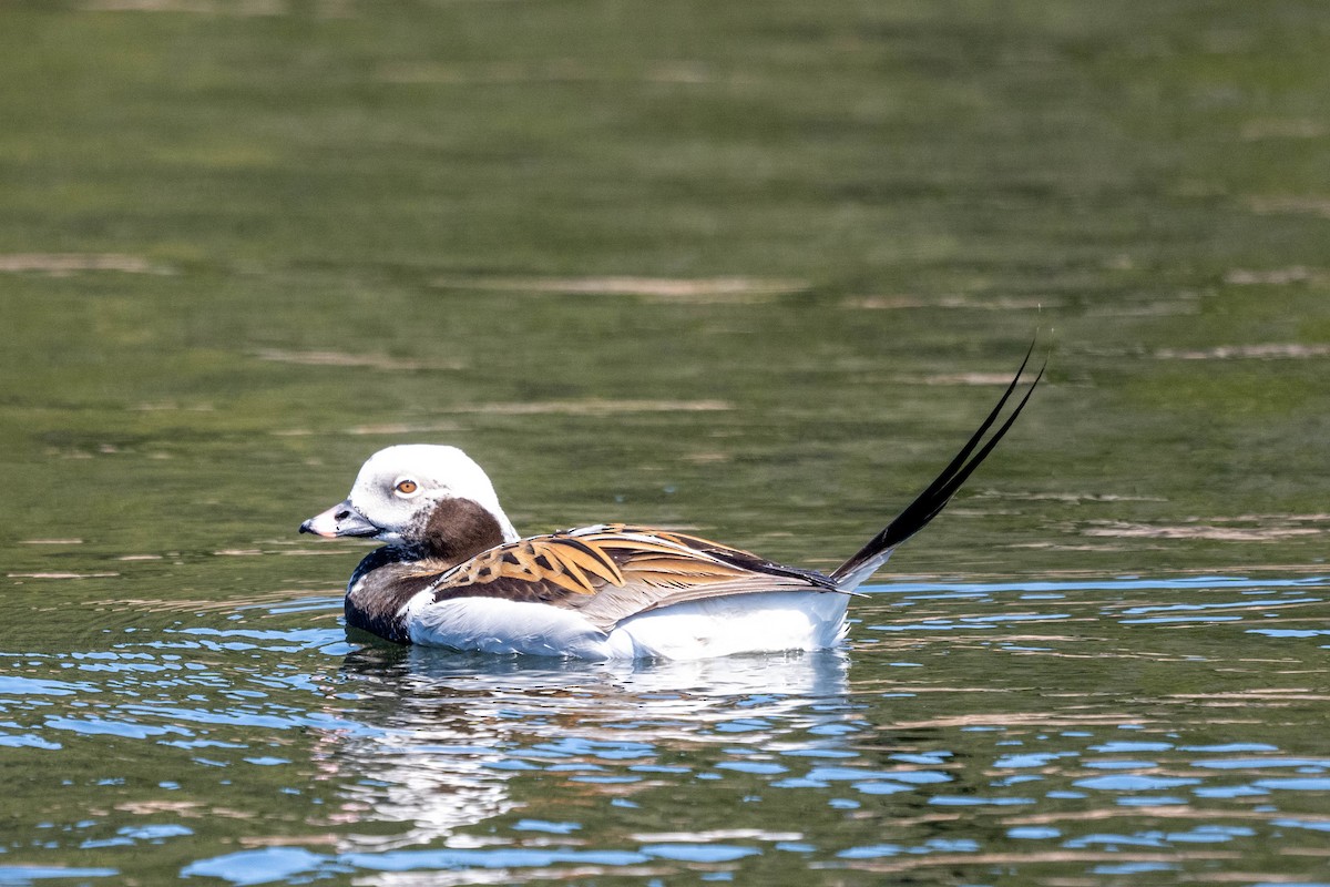 Long-tailed Duck - ML619297330