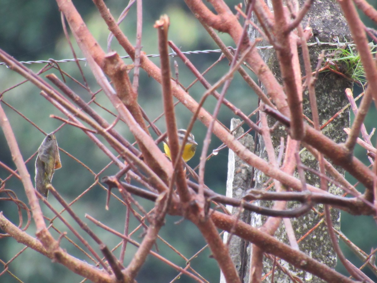 Golden-crowned Warbler - ML619297332
