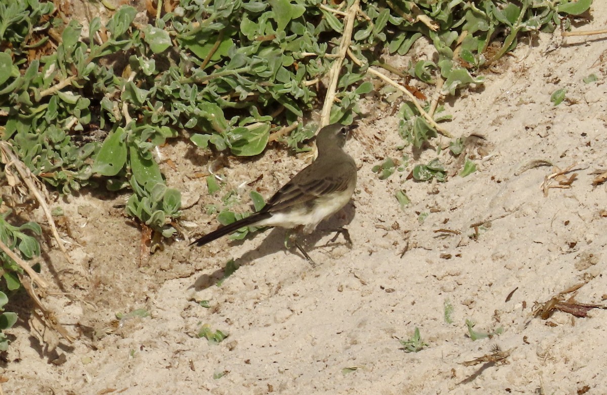Cape Wagtail - ML619297371