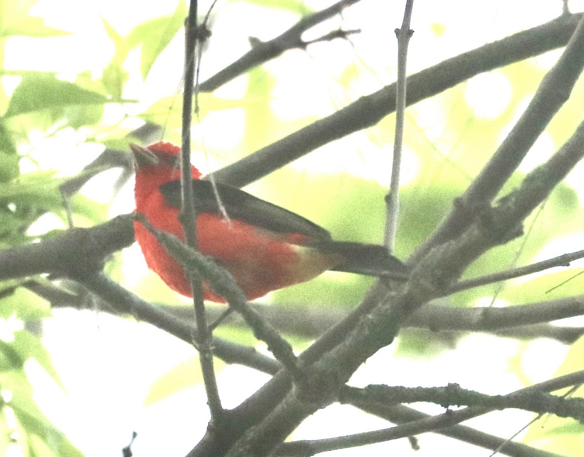 Scarlet Tanager - ML619297380