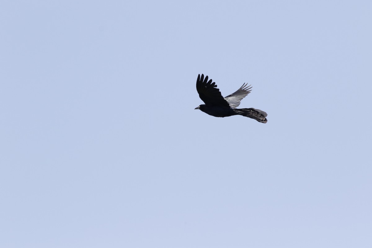 Great-tailed Grackle - ML619297393