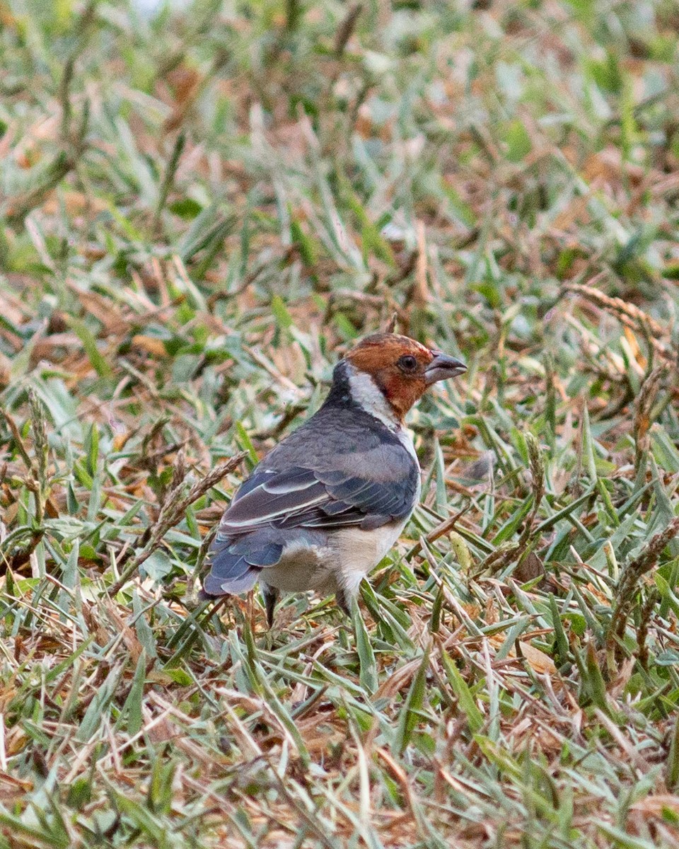 Red-cowled Cardinal - ML619297396
