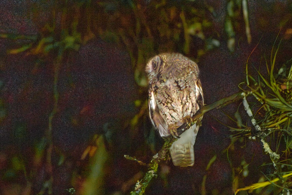 Western Screech-Owl - ML619297416