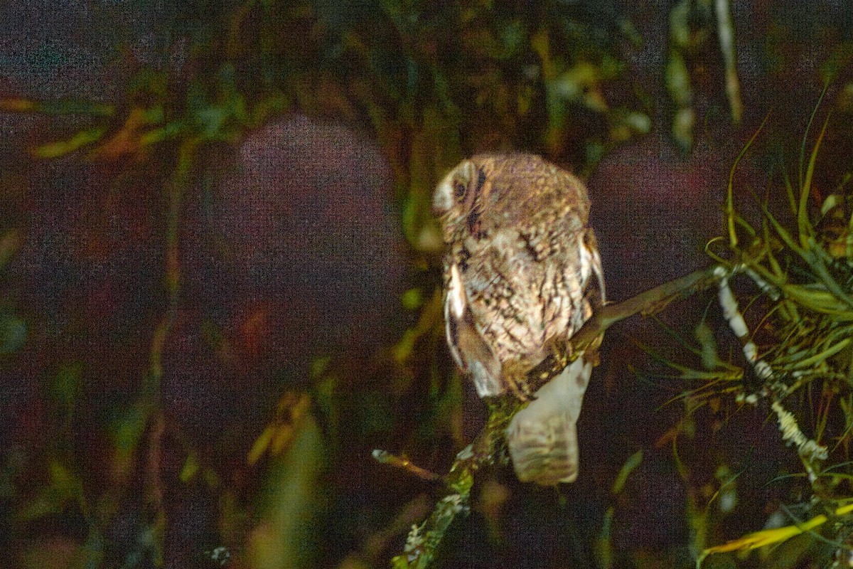 Western Screech-Owl - ML619297431