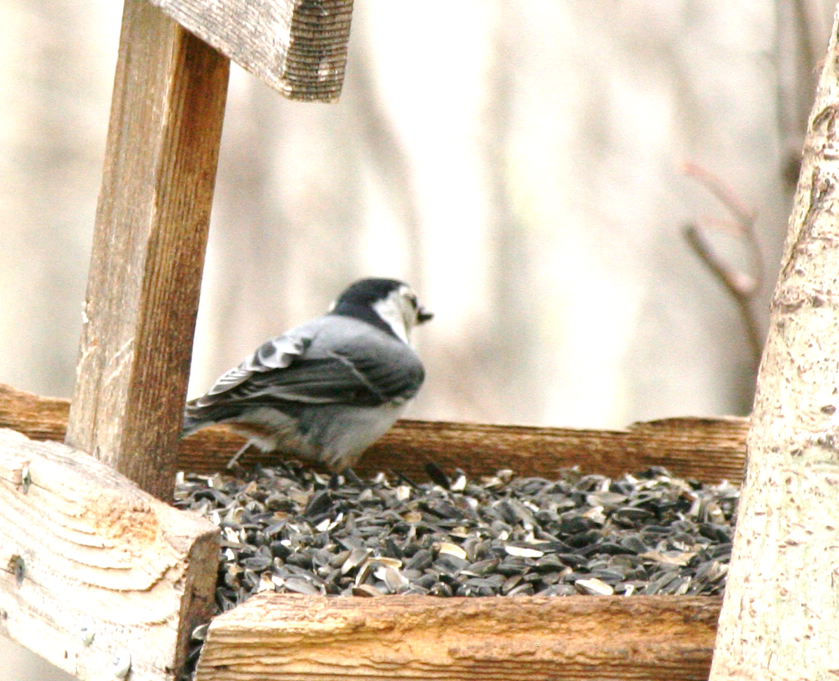 White-breasted Nuthatch - ML619297445