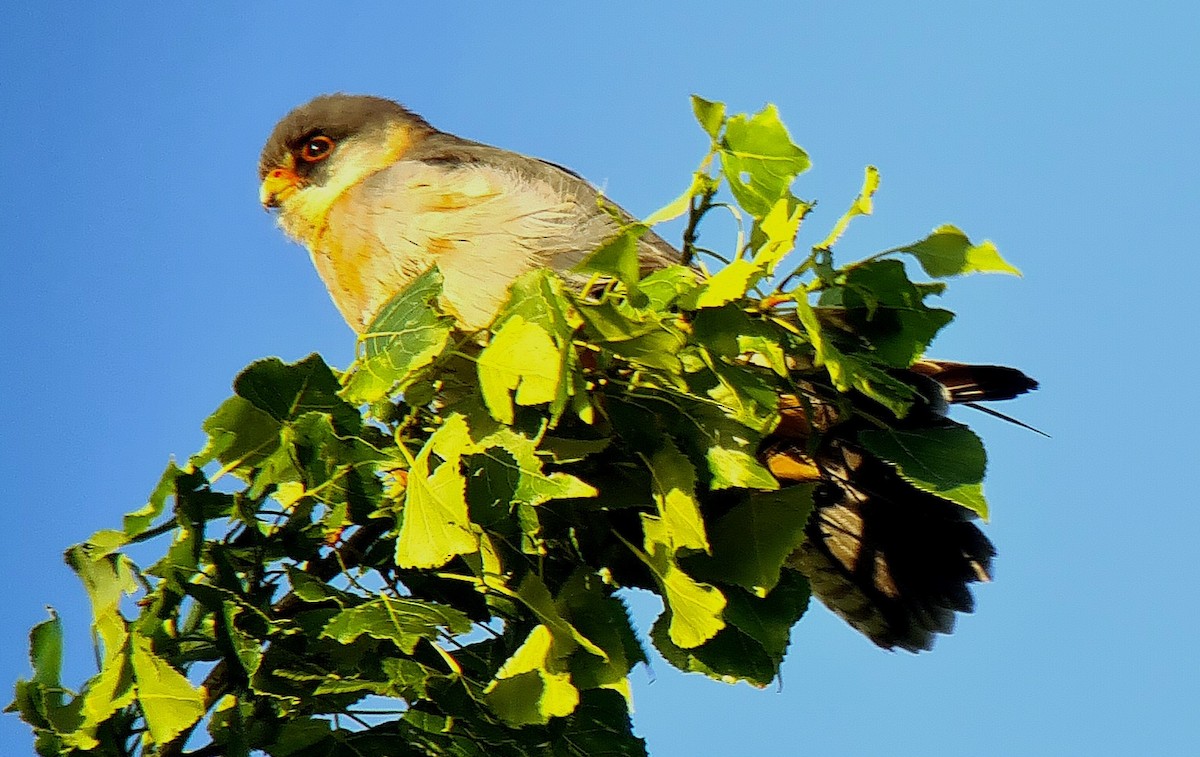 Red-footed Falcon - ML619297496