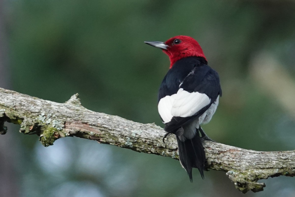 Red-headed Woodpecker - ML619297542