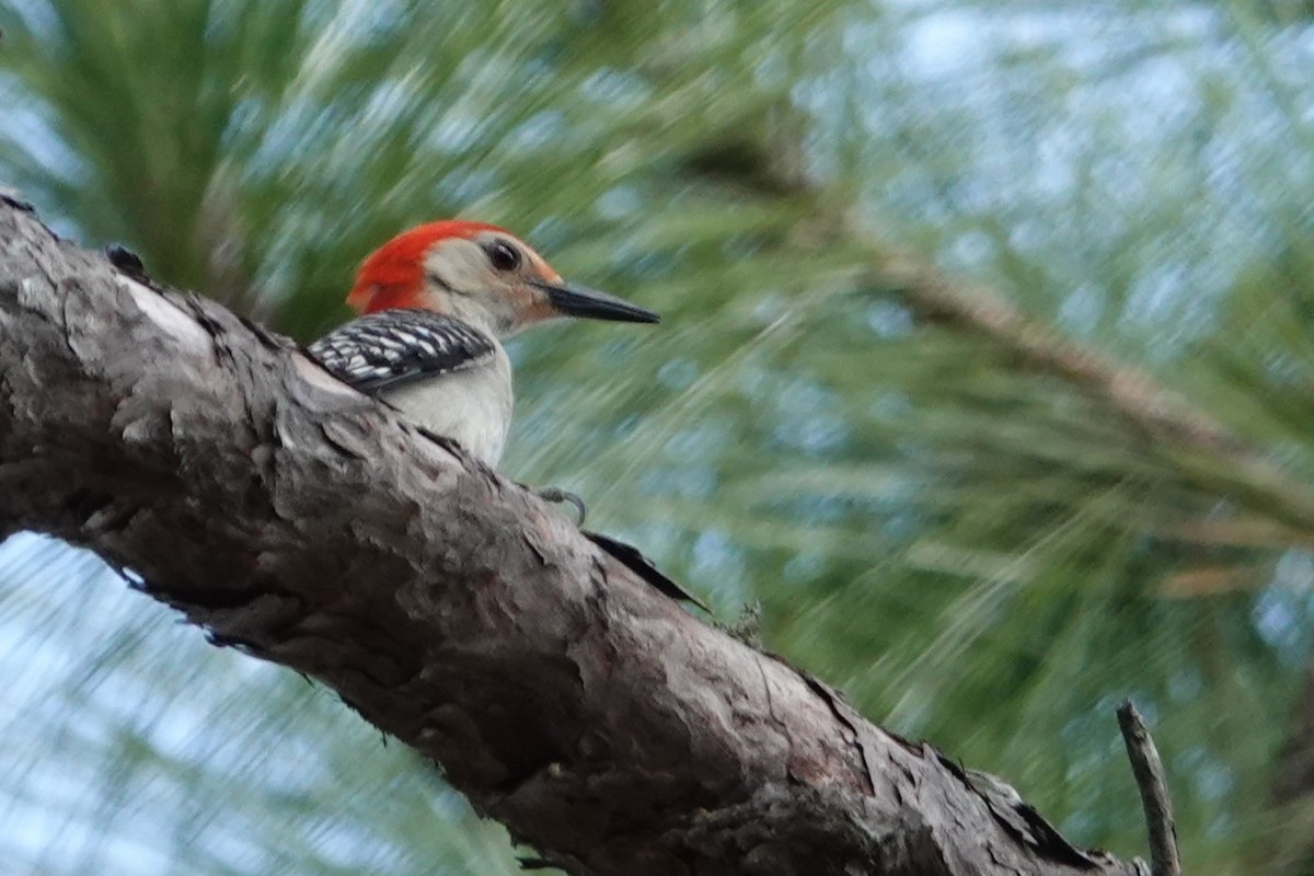 Red-bellied Woodpecker - ML619297547