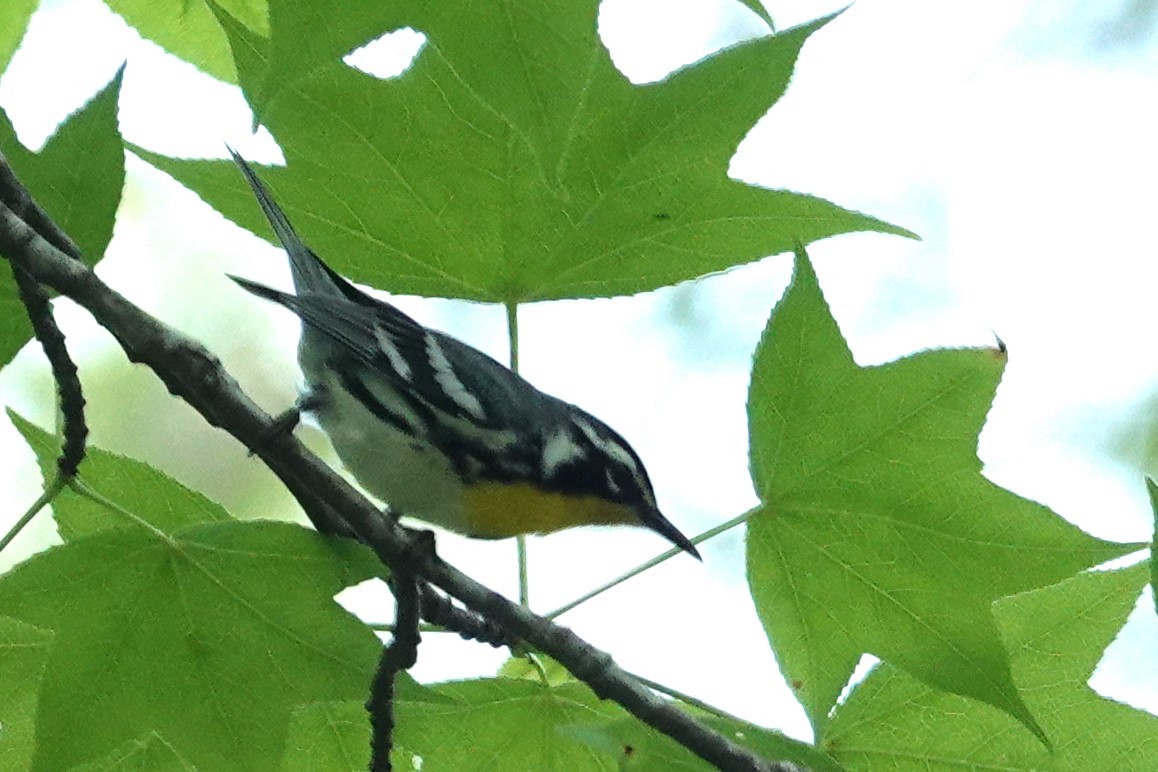 Yellow-throated Warbler - ML619297561