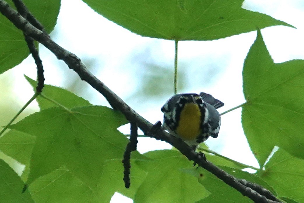 Yellow-throated Warbler - ML619297562