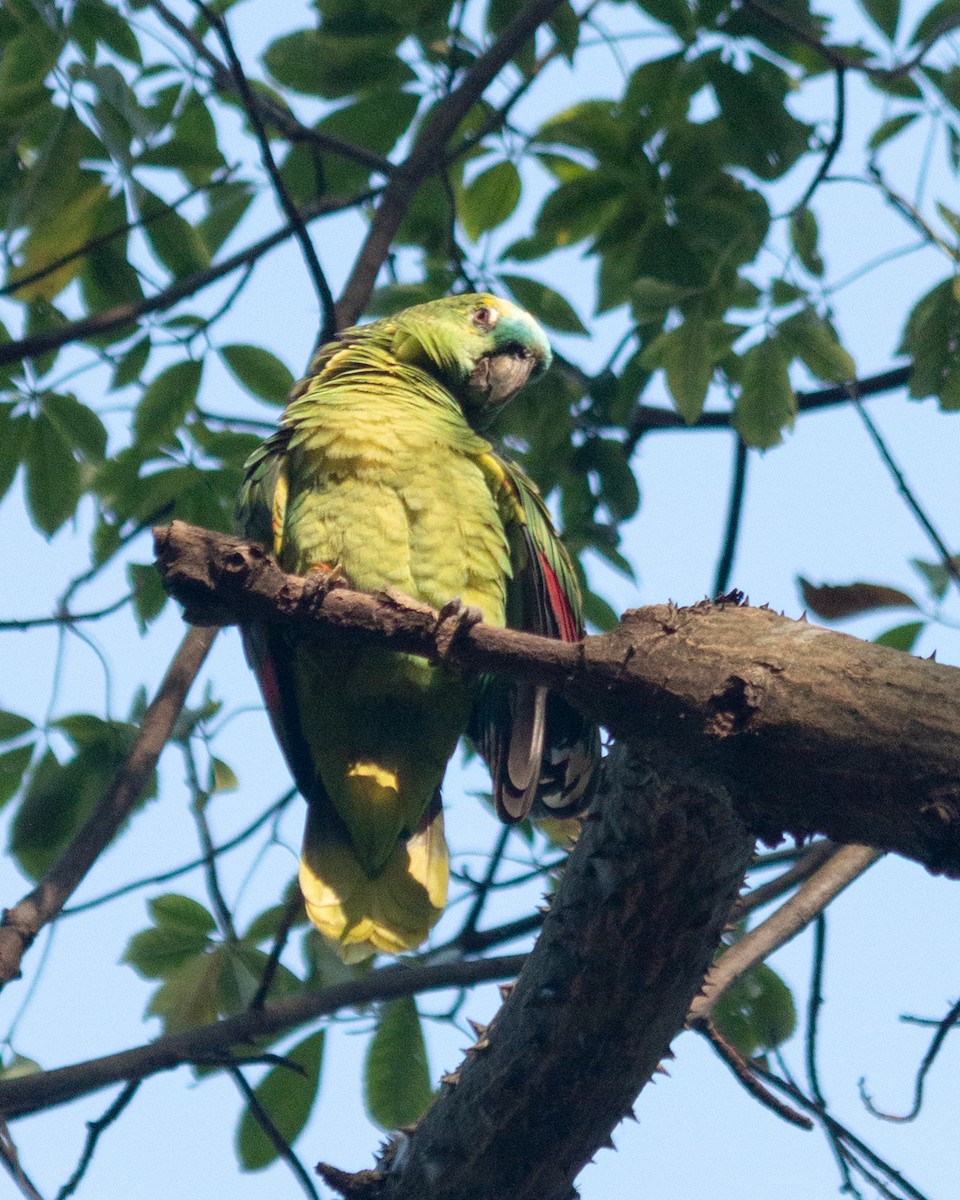 Turquoise-fronted Parrot - ML619297621