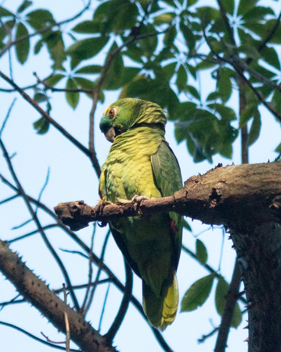 Turquoise-fronted Parrot - ML619297624