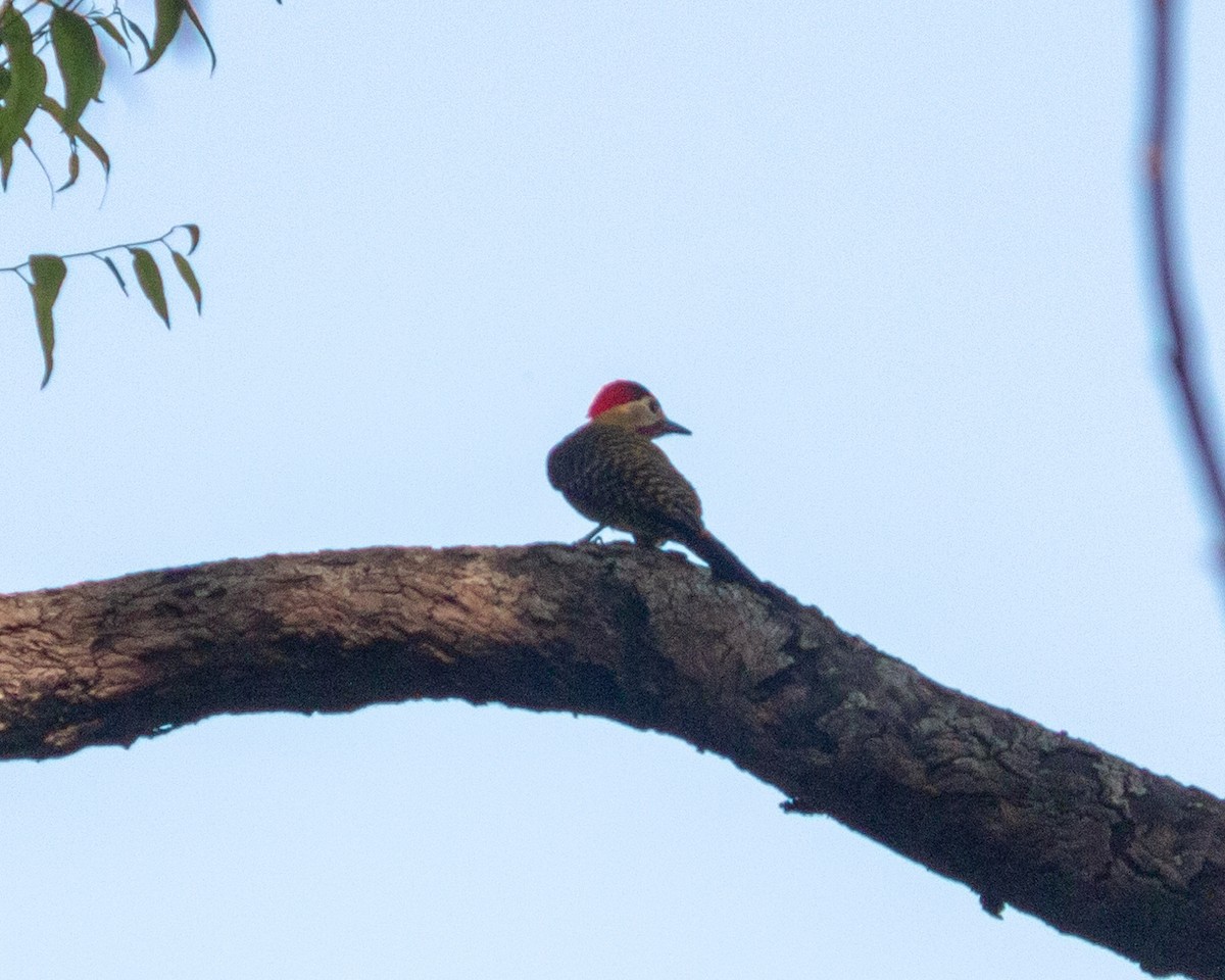Green-barred Woodpecker - ML619297654