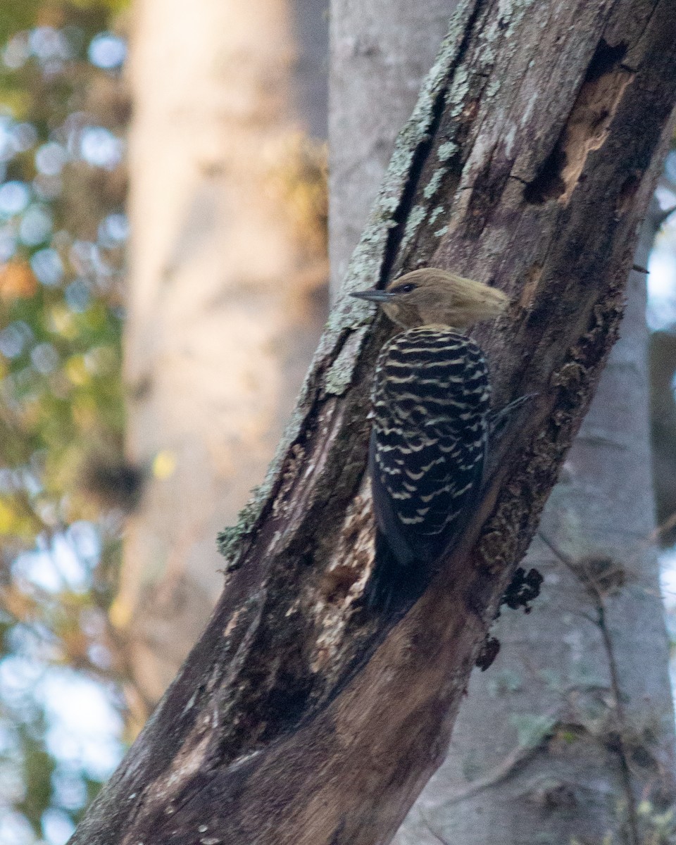 Blond-crested Woodpecker - ML619297682