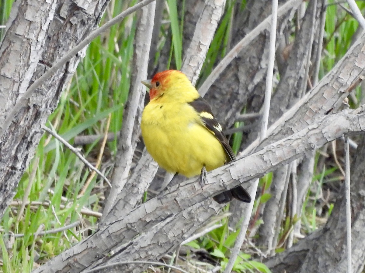Western Tanager - ML619297695