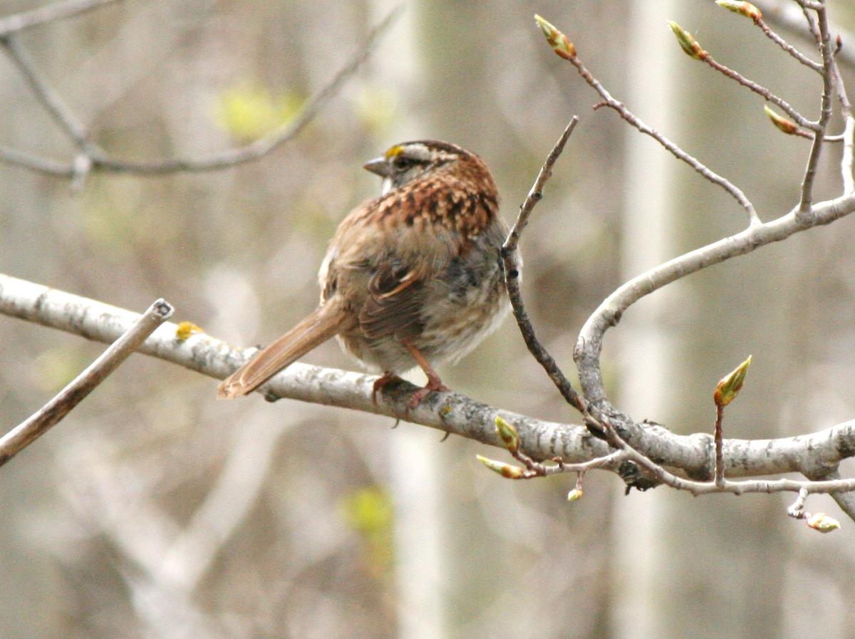 White-throated Sparrow - ML619297730