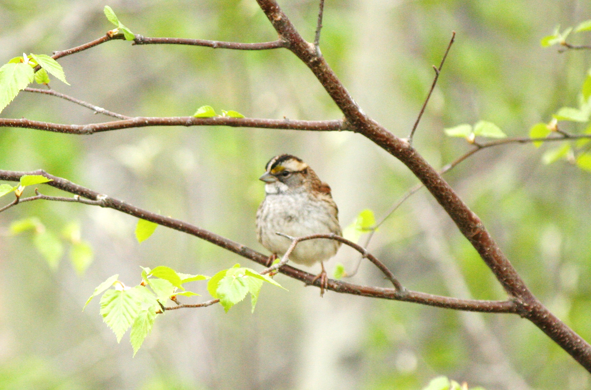 White-throated Sparrow - ML619297752