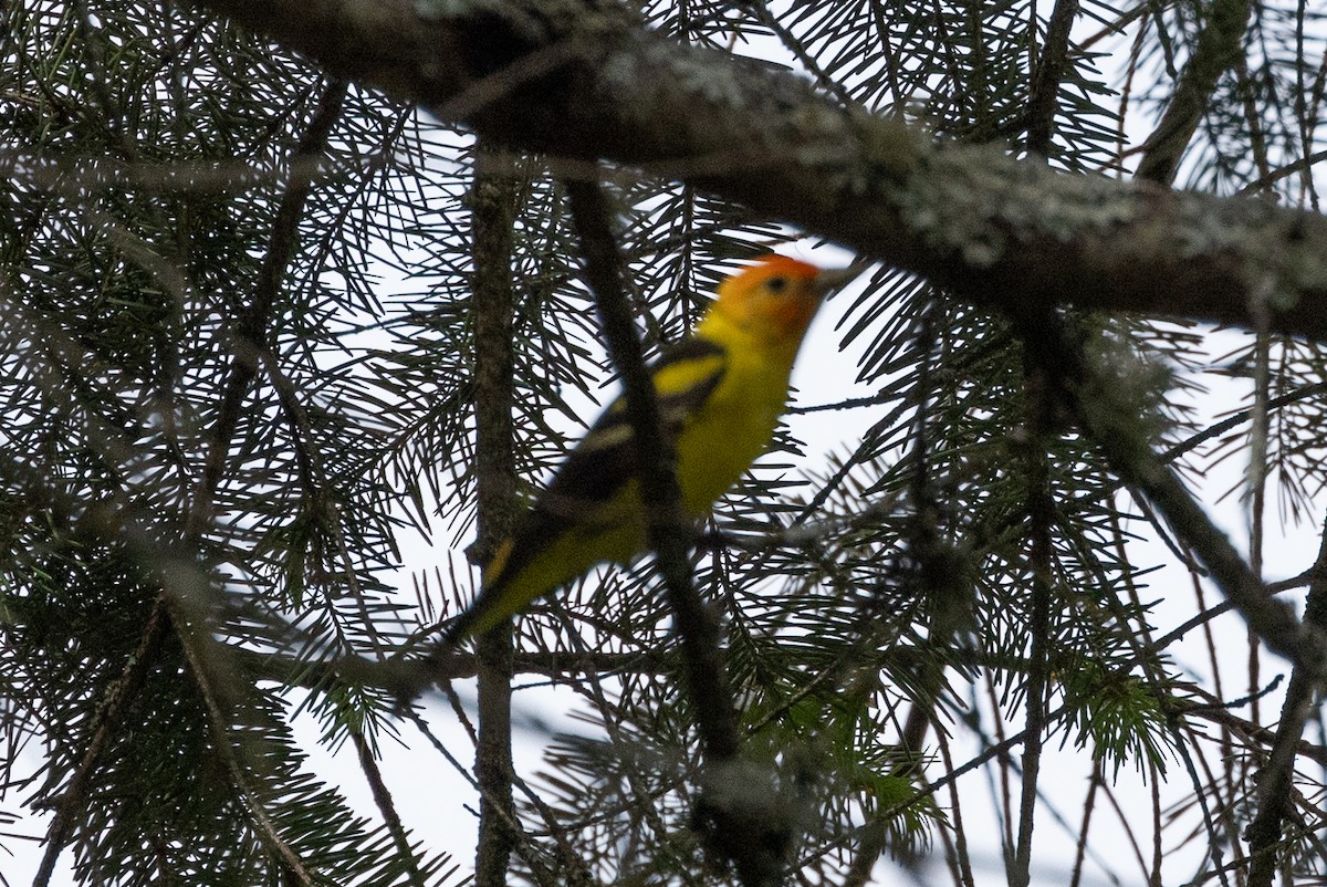 Western Tanager - ML619297792