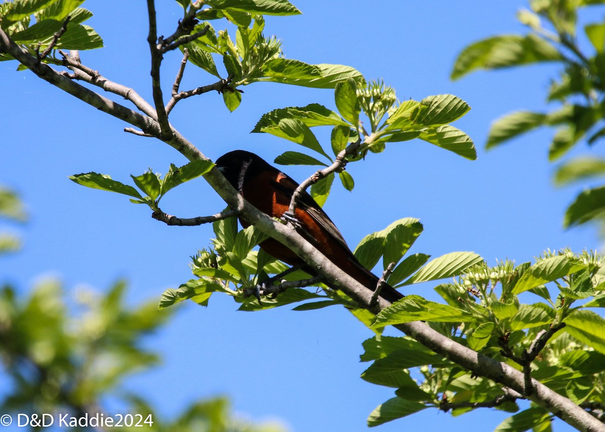 Orchard Oriole - ML619297801