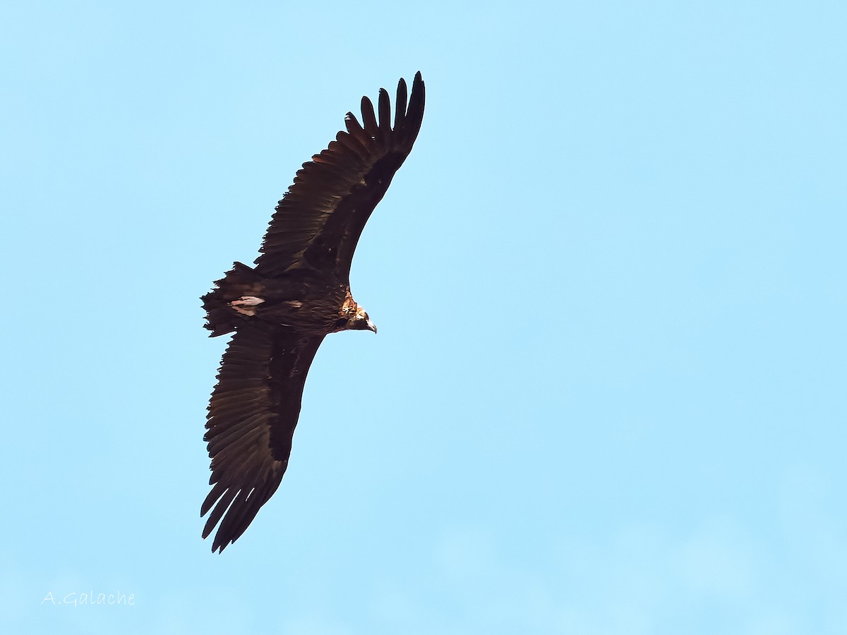 Cinereous Vulture - ML619297848