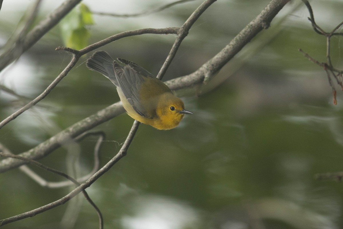 Prothonotary Warbler - ML619297864