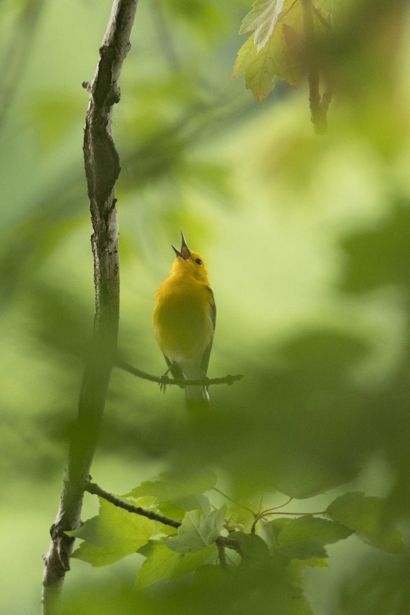 Prothonotary Warbler - ML619297865