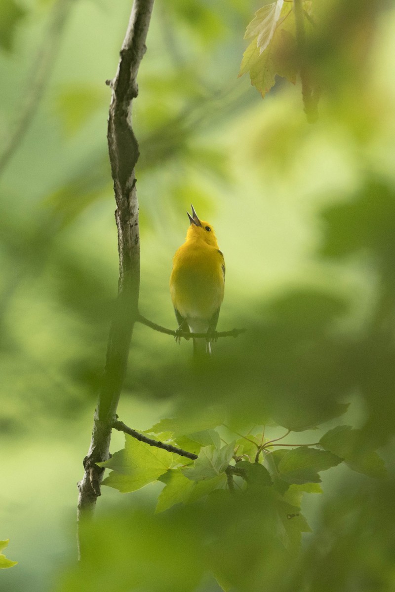 Prothonotary Warbler - ML619297866