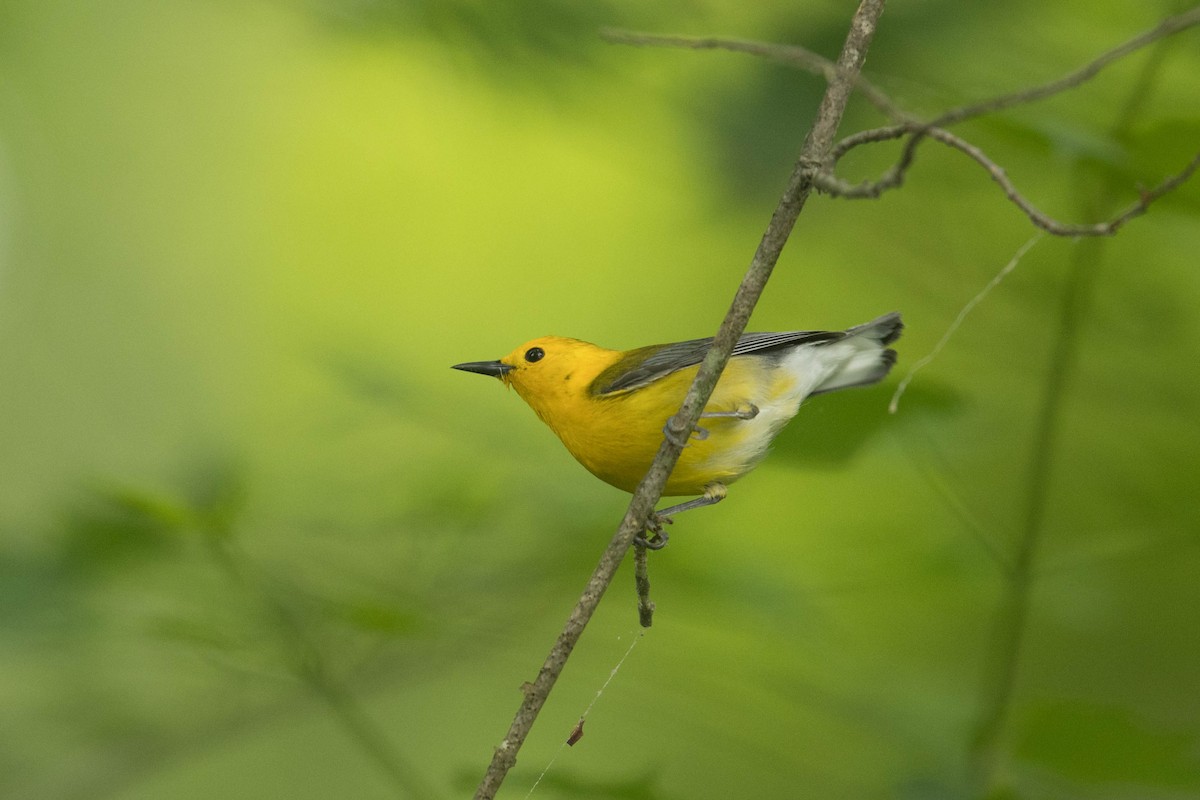 Prothonotary Warbler - ML619297867