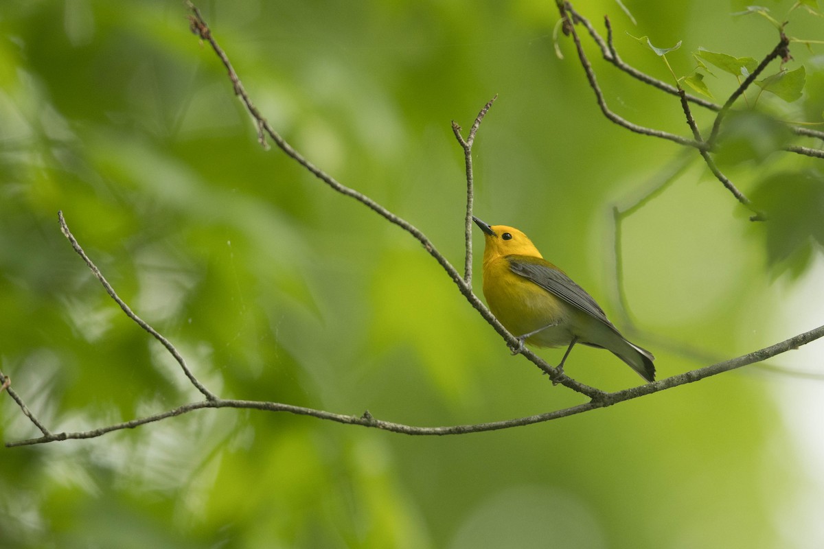 Prothonotary Warbler - ML619297868