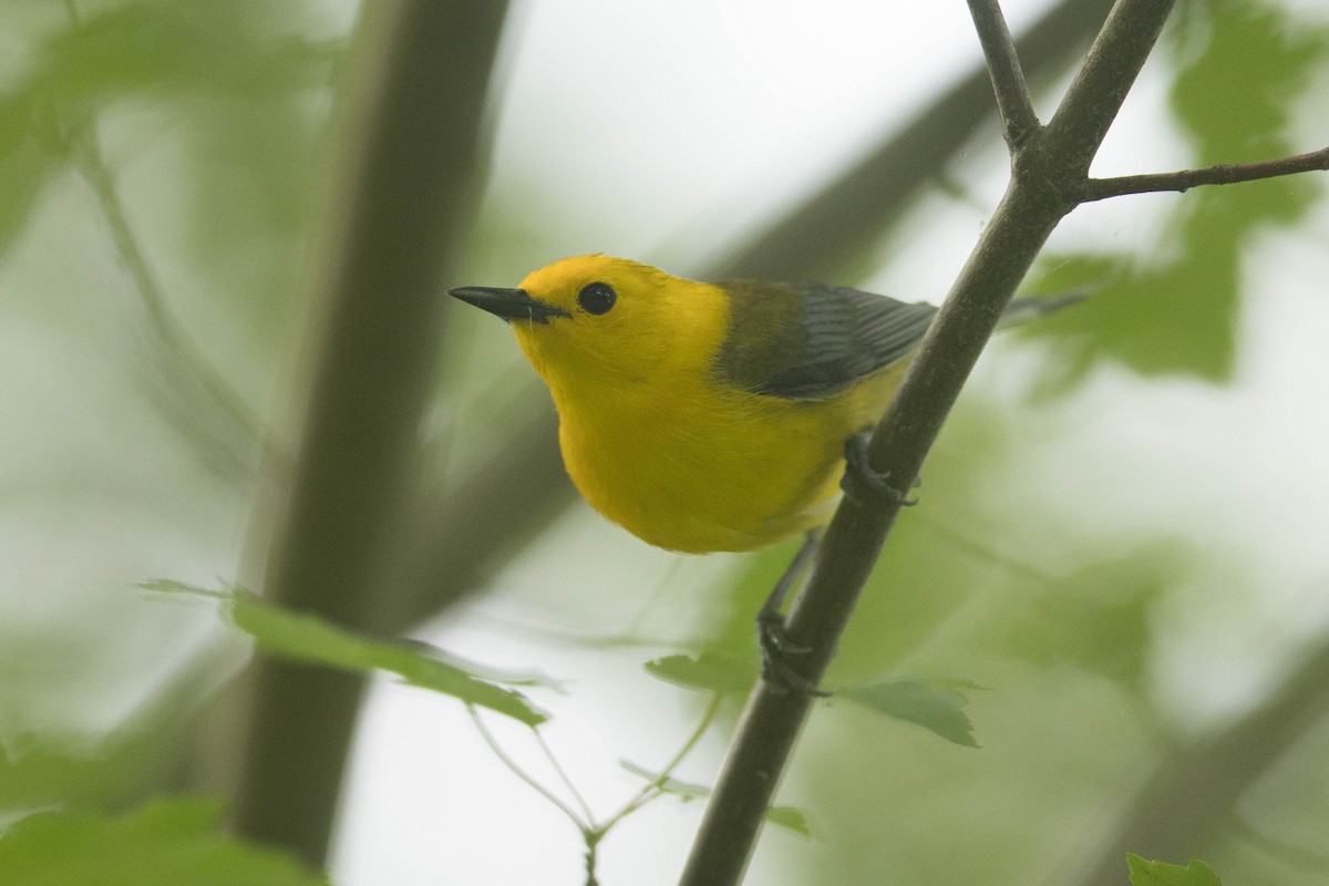 Prothonotary Warbler - ML619297869