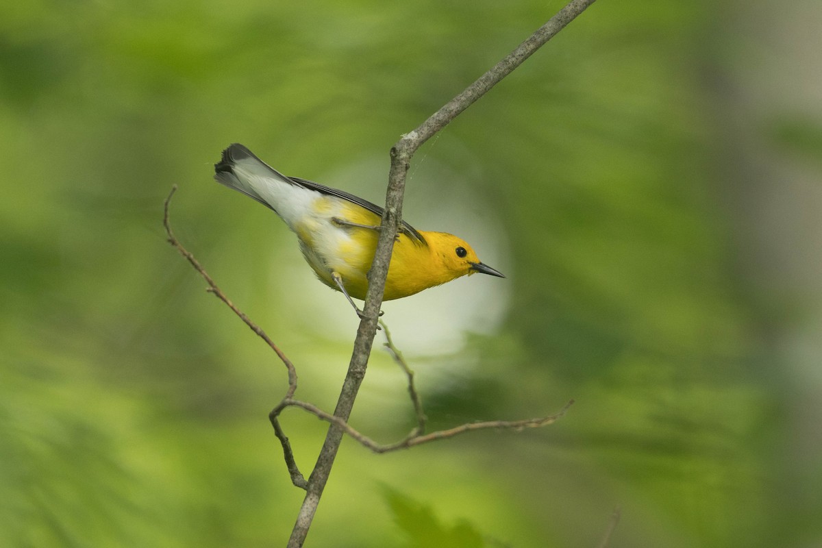 Prothonotary Warbler - ML619297870