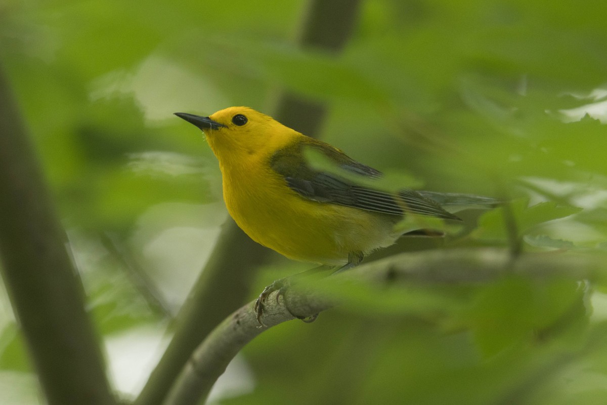 Prothonotary Warbler - ML619297871