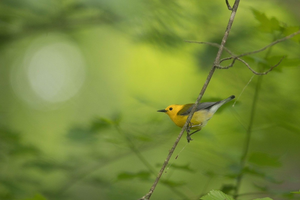 Prothonotary Warbler - ML619297873