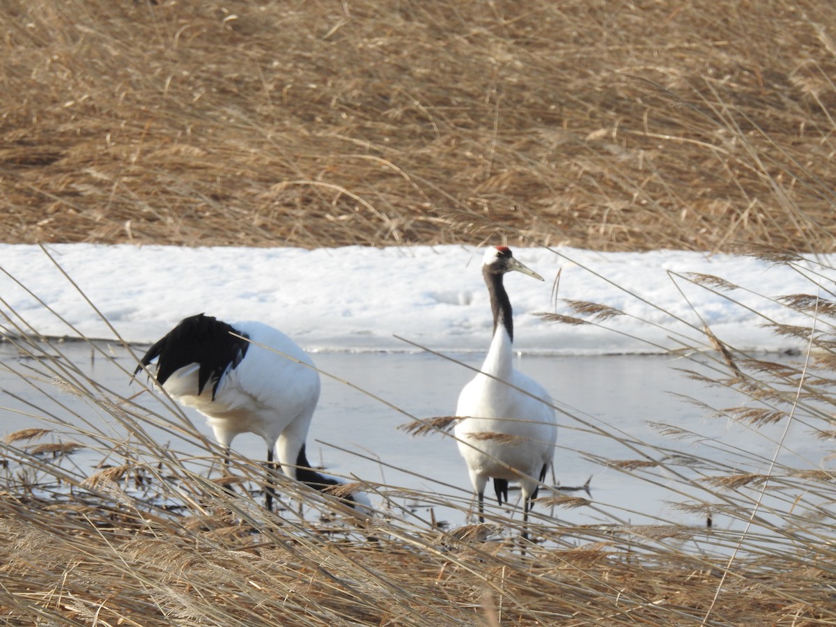 Red-crowned Crane - ML619297893