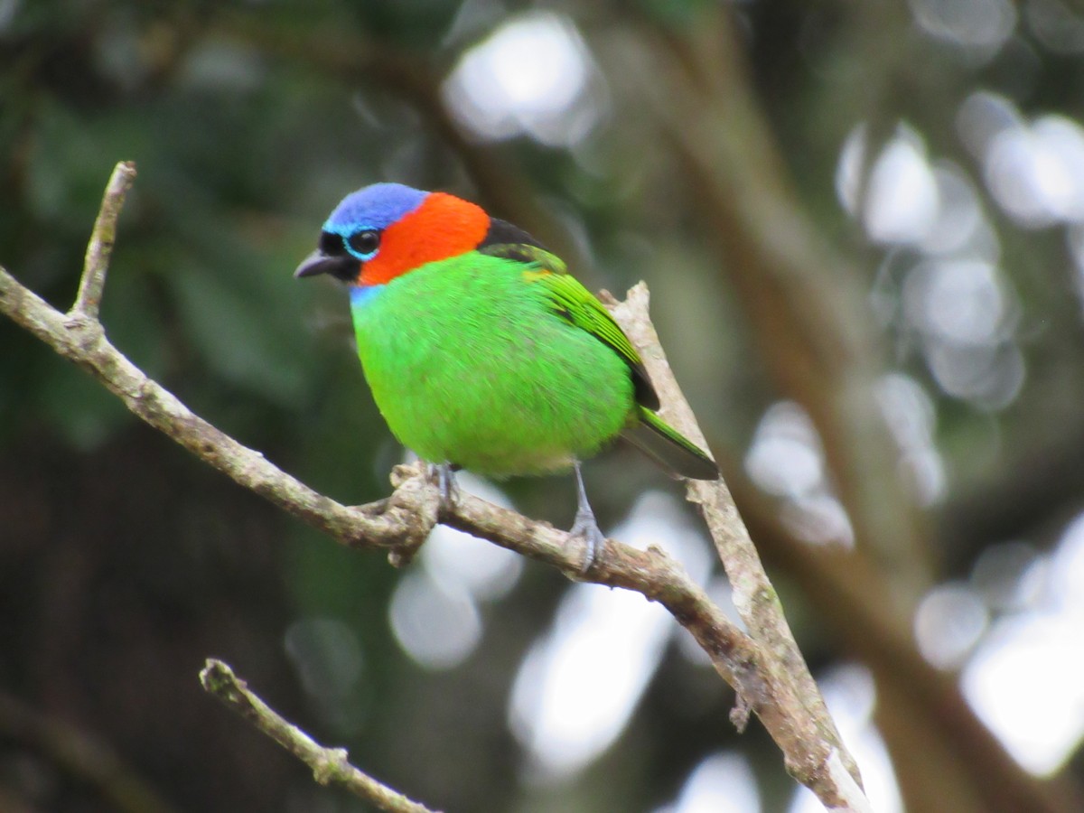 Red-necked Tanager - ML619297904