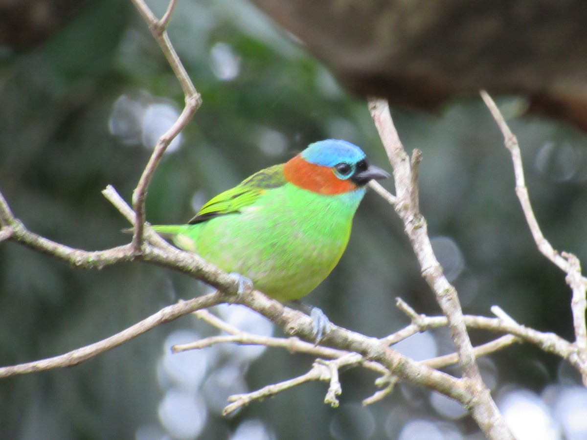 Red-necked Tanager - ML619297905
